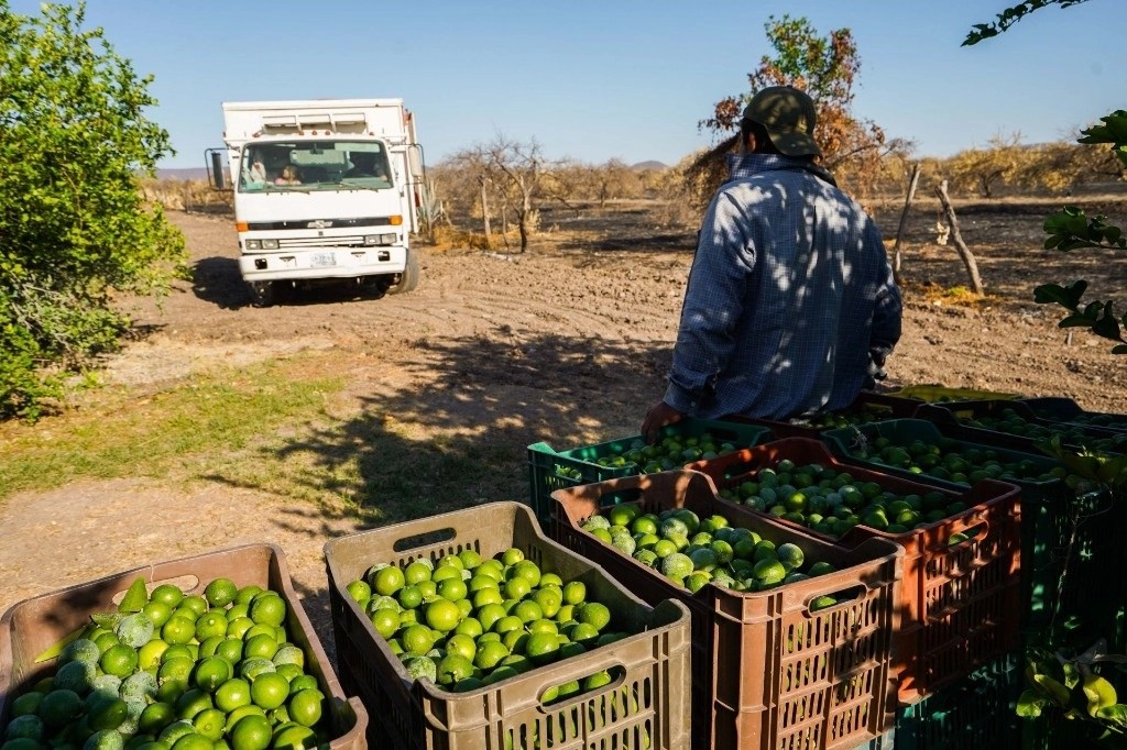 PARA FRENAR EXTORSIONES A LIMONEROS DE MICHOACÁN, EL GOBIERNO ESTATAL ASUME EL CONTROL.