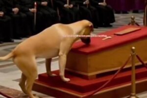 EL PERRO DEL PAPA FRANCISCO: UNA HISTORIA VIRAL SIN BASE REAL