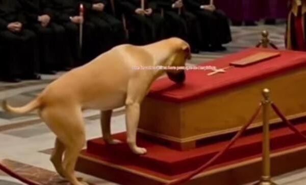 EL PERRO DEL PAPA FRANCISCO: UNA HISTORIA VIRAL SIN BASE REAL