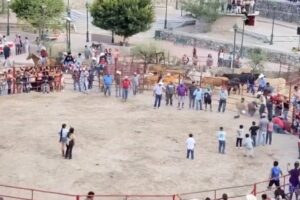 INVESTIGAN CASO DE CRUELDAD ANIMAL EN RODEO DE XICHÚ, EN GUANAJUATO
