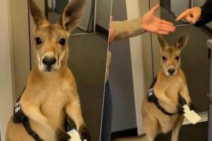 CANGURO CON BOLETO EN MANO CONMUEVE A INTERNET; EL VIDEO VIRAL QUE NUNCA OCURRIÓ