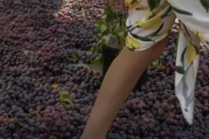 CELEBRA EL VERANO ENTRE VIÑEDOS