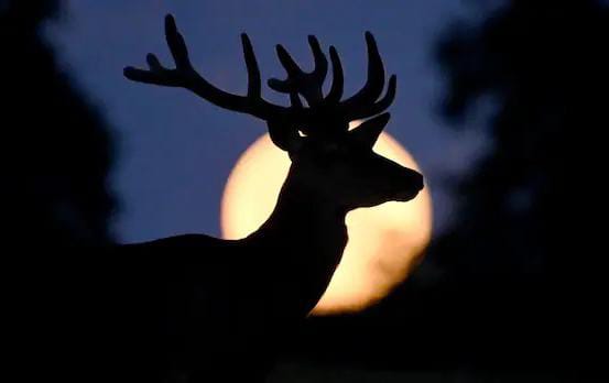 JULIO BRILLA CON LA LUNA DE CIERVO Y MÁS ESPECTÁCULOS CÓSMICOS