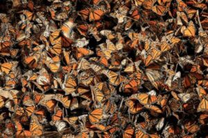 MARIPOSA MONARCA ALZA EL VUELO Y DUPLICA SU PRESENCIA EN MÉXICO