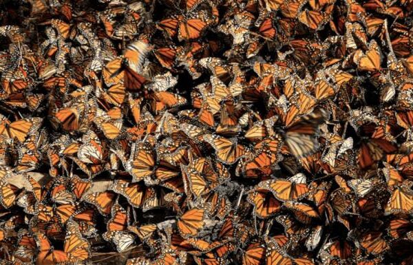 MARIPOSA MONARCA ALZA EL VUELO Y DUPLICA SU PRESENCIA EN MÉXICO