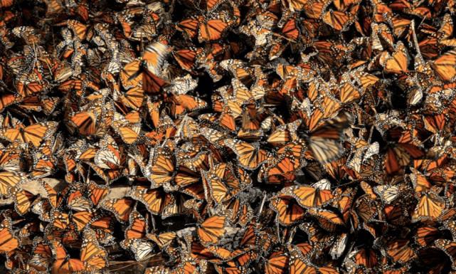 MARIPOSA MONARCA ALZA EL VUELO Y DUPLICA SU PRESENCIA EN MÉXICO