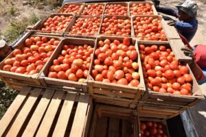 ARANCEL AL JITOMATE PONE EN JAQUE EMPLEOS Y EXPORTACIONES