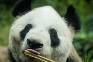 XIN XIN, LA ÚLTIMA PANDA DE MÉXICO, CUMPLE MÁS DE 35 AÑOS
