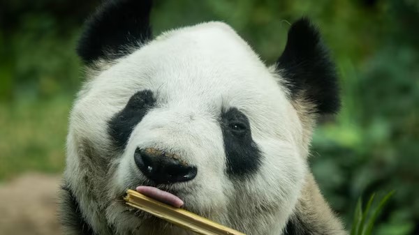 XIN XIN, LA ÚLTIMA PANDA DE MÉXICO, CUMPLE MÁS DE 35 AÑOS