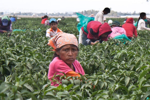 SEDAPIA reconoció atención gradual a la violencia contra mujeres jornaleras