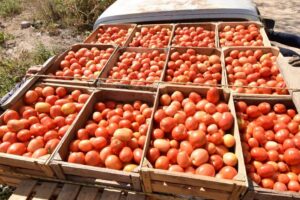 México fija precios mínimos de exportación para el jitomate fresco; el acuerdo ya está en vigor
