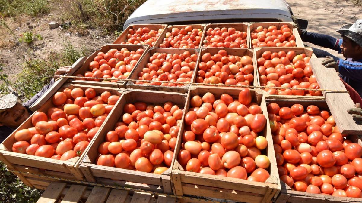 México fija precios mínimos de exportación para el jitomate fresco; el acuerdo ya está en vigor