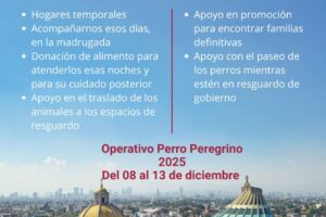 Operativo Perro Peregrino 2025 para evitar abandono animal