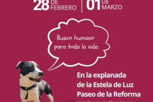 Adoptatón en Estela de Luz: 25 perros rescatados del Operativo Peregrino esperan familia