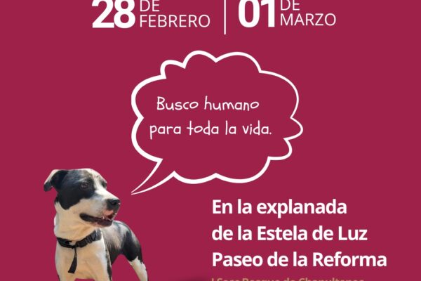 Adoptatón en Estela de Luz: 25 perros rescatados del Operativo Peregrino esperan familia