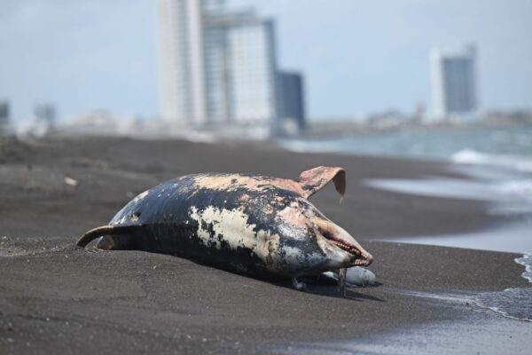 Autoridades identifican tres fuentes de contaminación por hidrocarburos en el Golfo de México