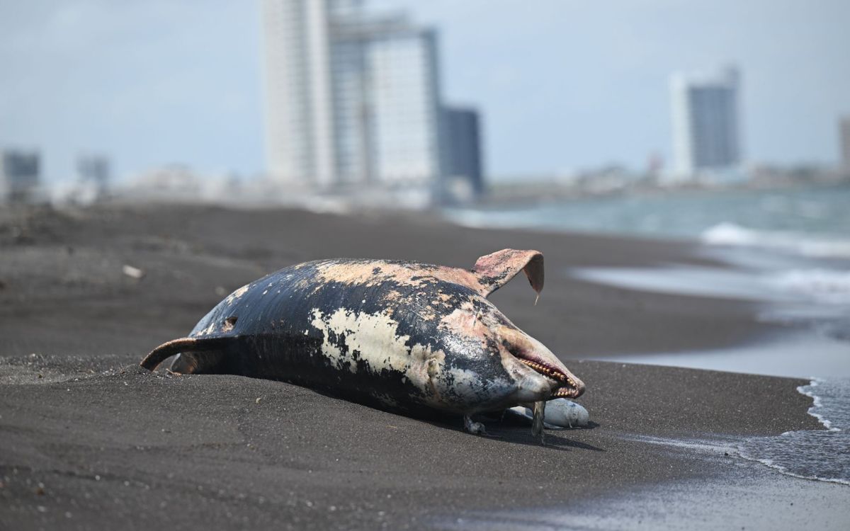 Autoridades identifican tres fuentes de contaminación por hidrocarburos en el Golfo de México