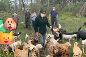 Autoriza juez adopción de 936 animales rescatados del Refugio Franciscano
