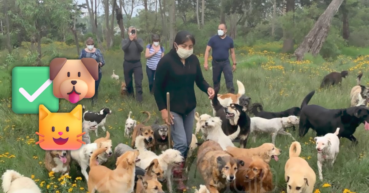 Autoriza juez adopción de 936 animales rescatados del Refugio Franciscano