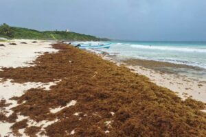 Gobierno federal anuncia uso de sargacreto y refuerza protección de playas para Semana Santa