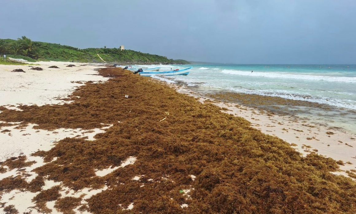 Gobierno federal anuncia uso de sargacreto y refuerza protección de playas para Semana Santa