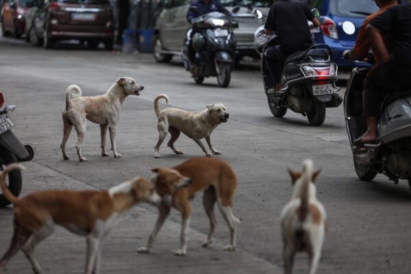 Rescatan más de 300 animales en operativo histórico contra crueldad en Los Ángeles