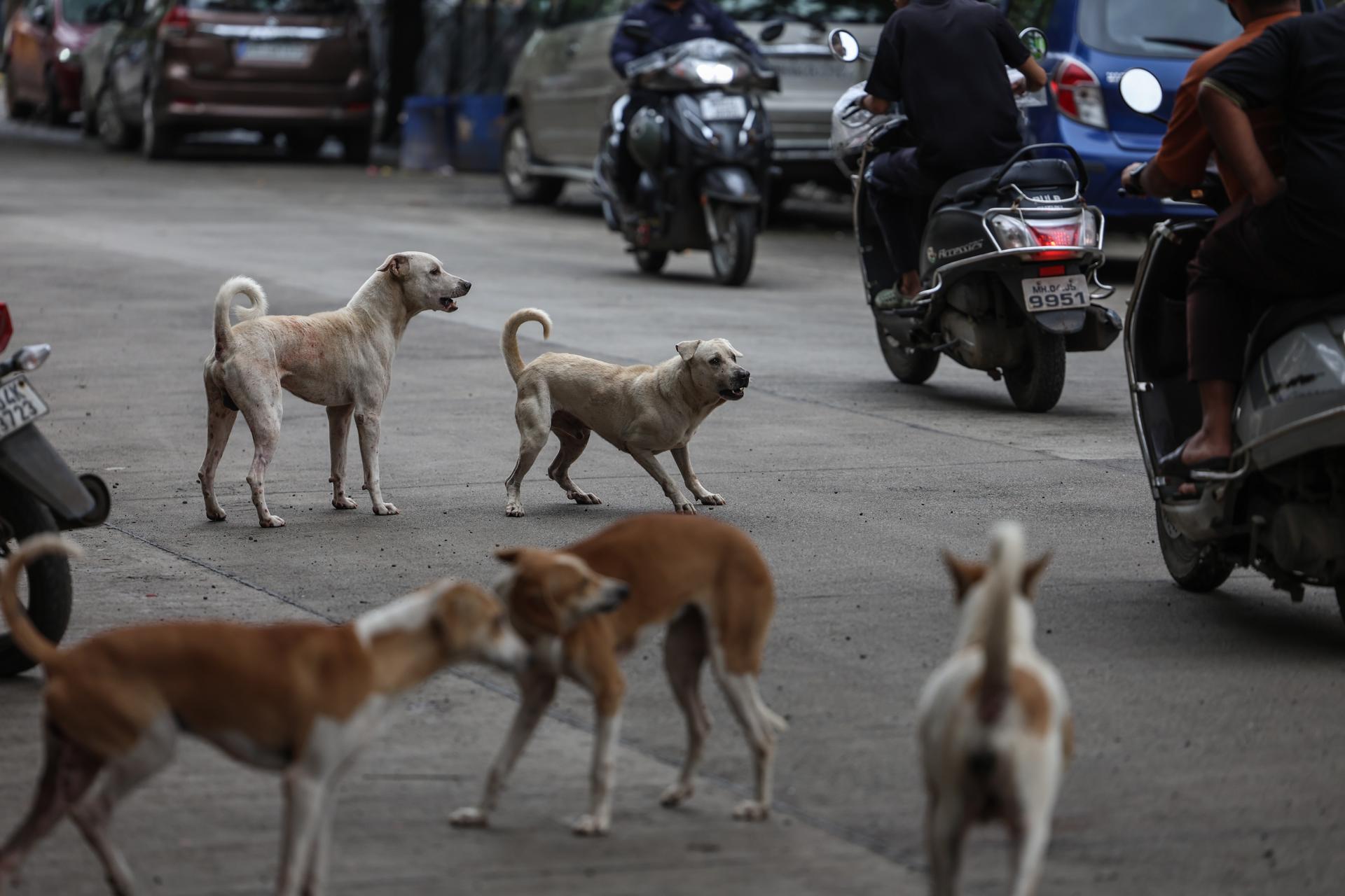 Rescatan más de 300 animales en operativo histórico contra crueldad en Los Ángeles