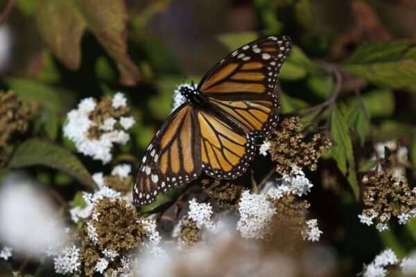 Recupera la mariposa monarca 64% de superficie en bosques de México