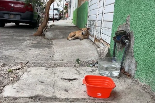 Reportan muerte de 32 animales en Chiapas y rescatan más de 700 en Ecatepec; impulsan leyes de bienestar en CDMX