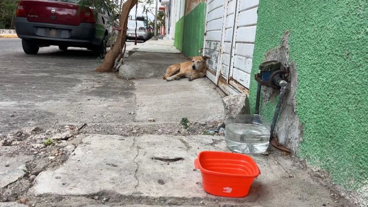 Reportan muerte de 32 animales en Chiapas y rescatan más de 700 en Ecatepec; impulsan leyes de bienestar en CDMX