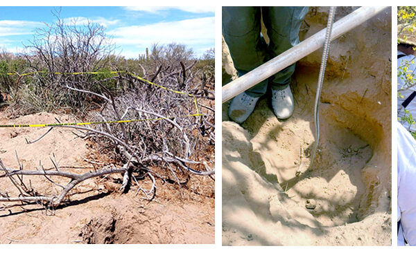 Hallan 10 fosas clandestinas y exhuman 13 cuerpos en Comondú, Baja California Sur