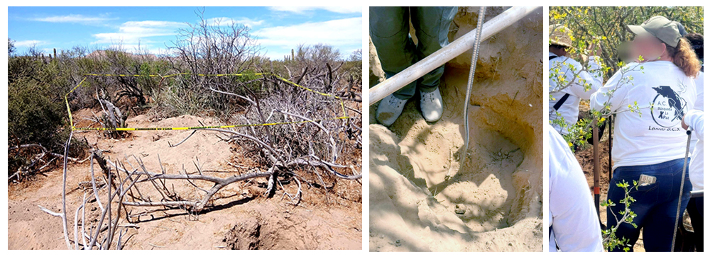 Hallan 10 fosas clandestinas y exhuman 13 cuerpos en Comondú, Baja California Sur