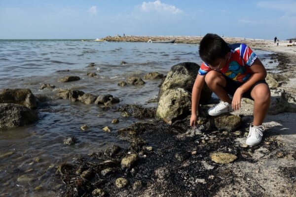 Pemex declara listas playas de Veracruz pese a derrames en el Golfo; reportan 14 vertidos en Cantarell desde 2023