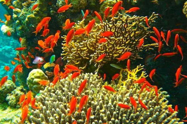 Corredor Arrecifal del Suroeste abarca más de 1.1 millones de hectáreas en tres estados