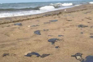 Derrame de hidrocarburos afecta más de 230 km de costa en Veracruz y Tabasco; autoridades buscan origen