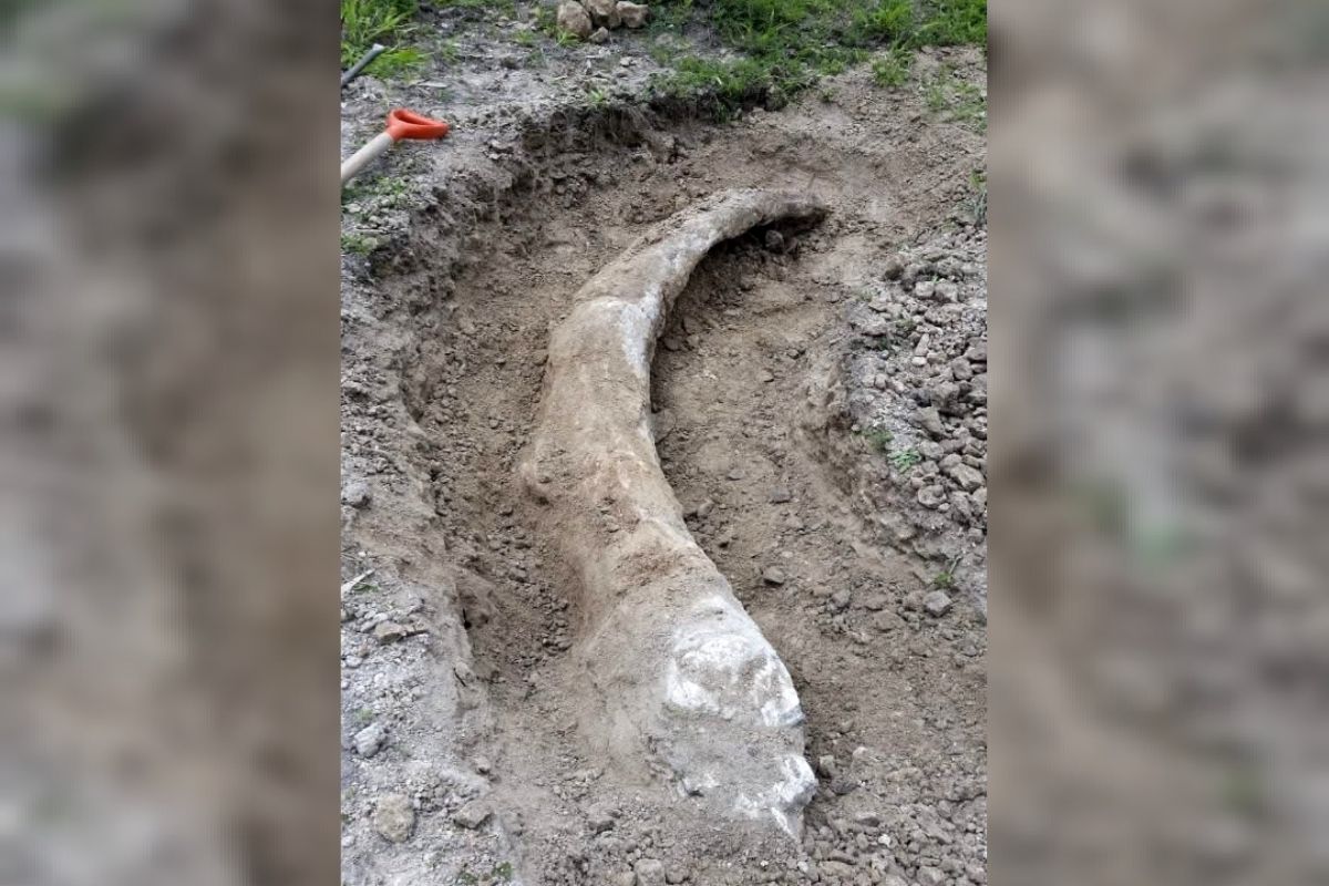 Aseguran fauna exótica y drogas en operativo en Ciudad de México; confirman muerte de 34 perros en refugios