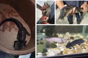 Detienen a seis hombres con droga y fauna exótica en Venustiano Carranza