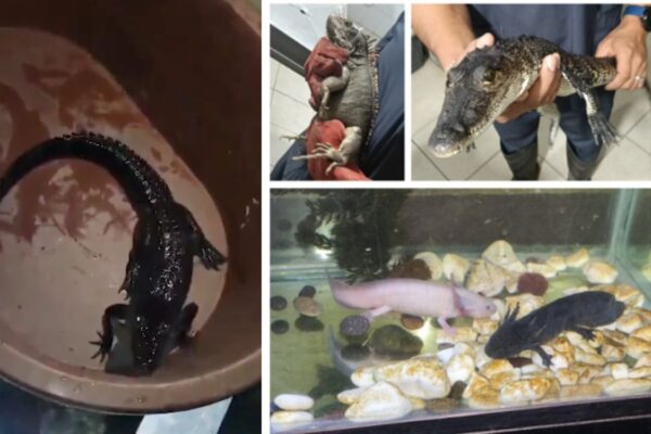 Detienen a seis hombres con droga y fauna exótica en Venustiano Carranza