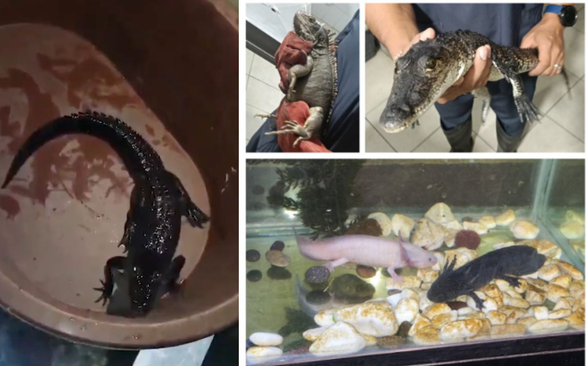 Detienen a seis hombres con droga y fauna exótica en Venustiano Carranza