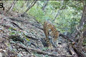 Registran por primera vez presencia de jaguar en la Sierra Gorda de Guanajuato