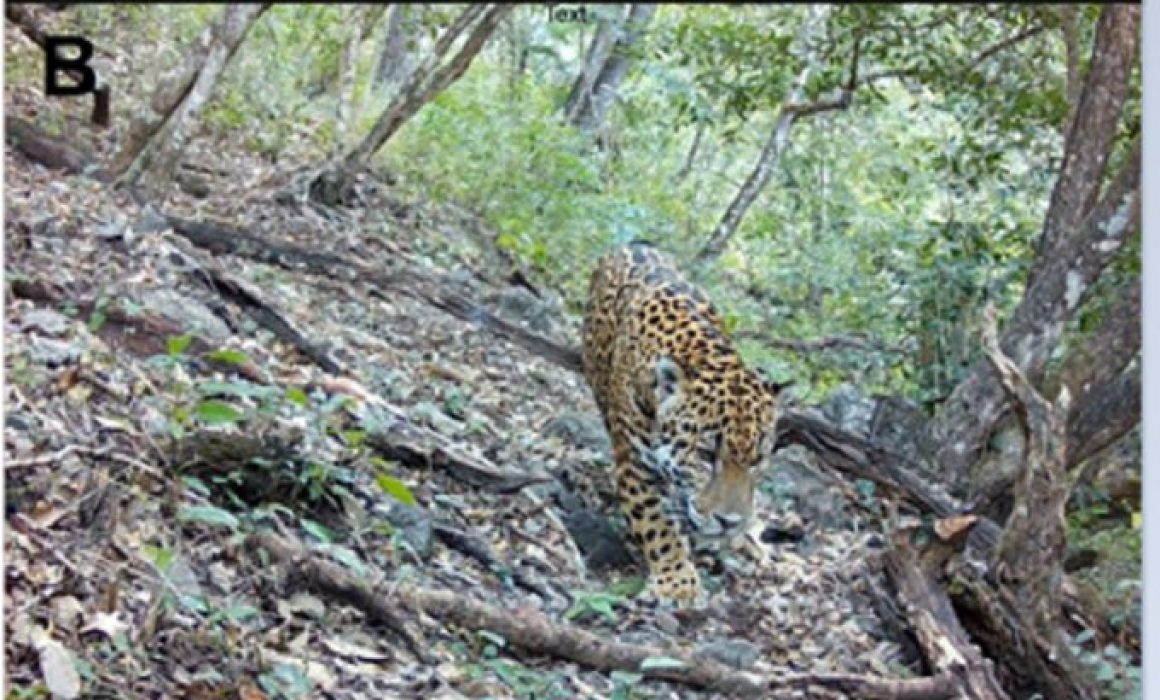 Registran por primera vez presencia de jaguar en la Sierra Gorda de Guanajuato