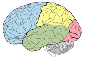Estudio español revela que entrenar el cerebro en casa alivia el Parkinson