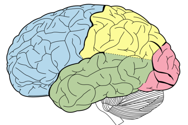 Estudio español revela que entrenar el cerebro en casa alivia el Parkinson