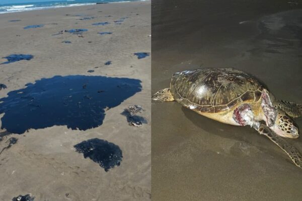 Denuncian comunidades indígenas limpieza inadecuada tras derrame de hidrocarburo en Veracruz