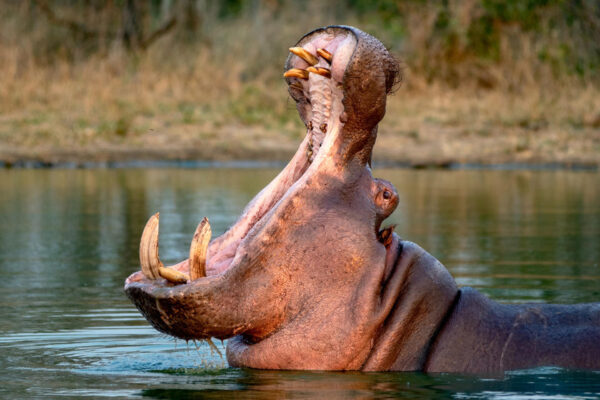 Colombia autoriza eutanasia de al menos 80 hipopótamos para controlar población descendiente de los de Escobar