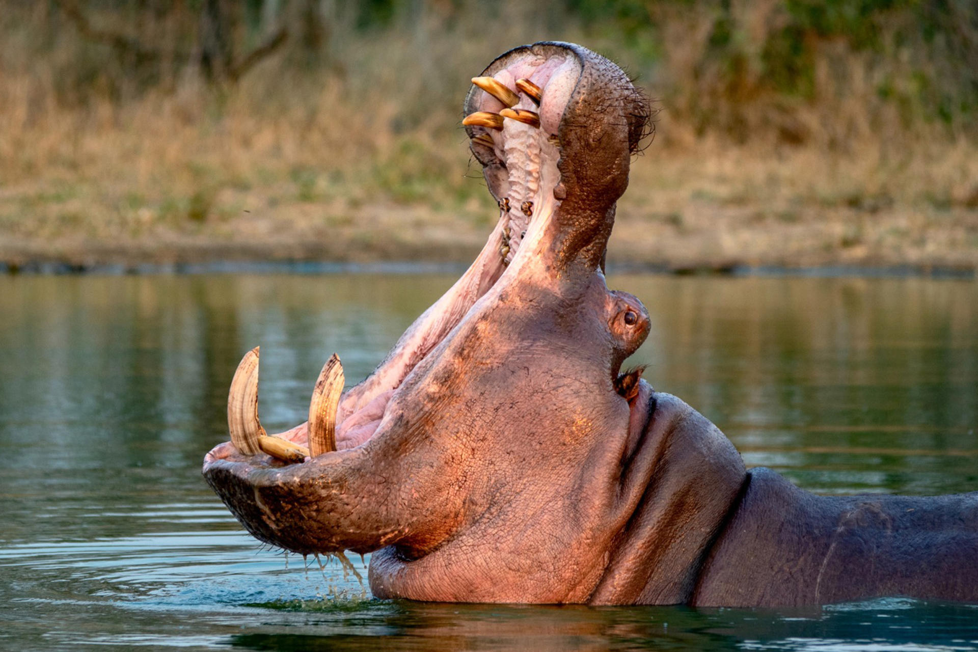 Colombia autoriza eutanasia de al menos 80 hipopótamos para controlar población descendiente de los de Escobar