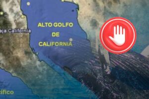 Jueza en Sonora ordena suspender tránsito de buques del Proyecto Saguaro para proteger ballenas