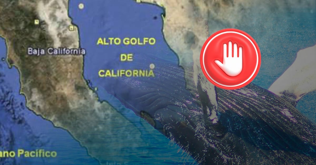 Jueza en Sonora ordena suspender tránsito de buques del Proyecto Saguaro para proteger ballenas