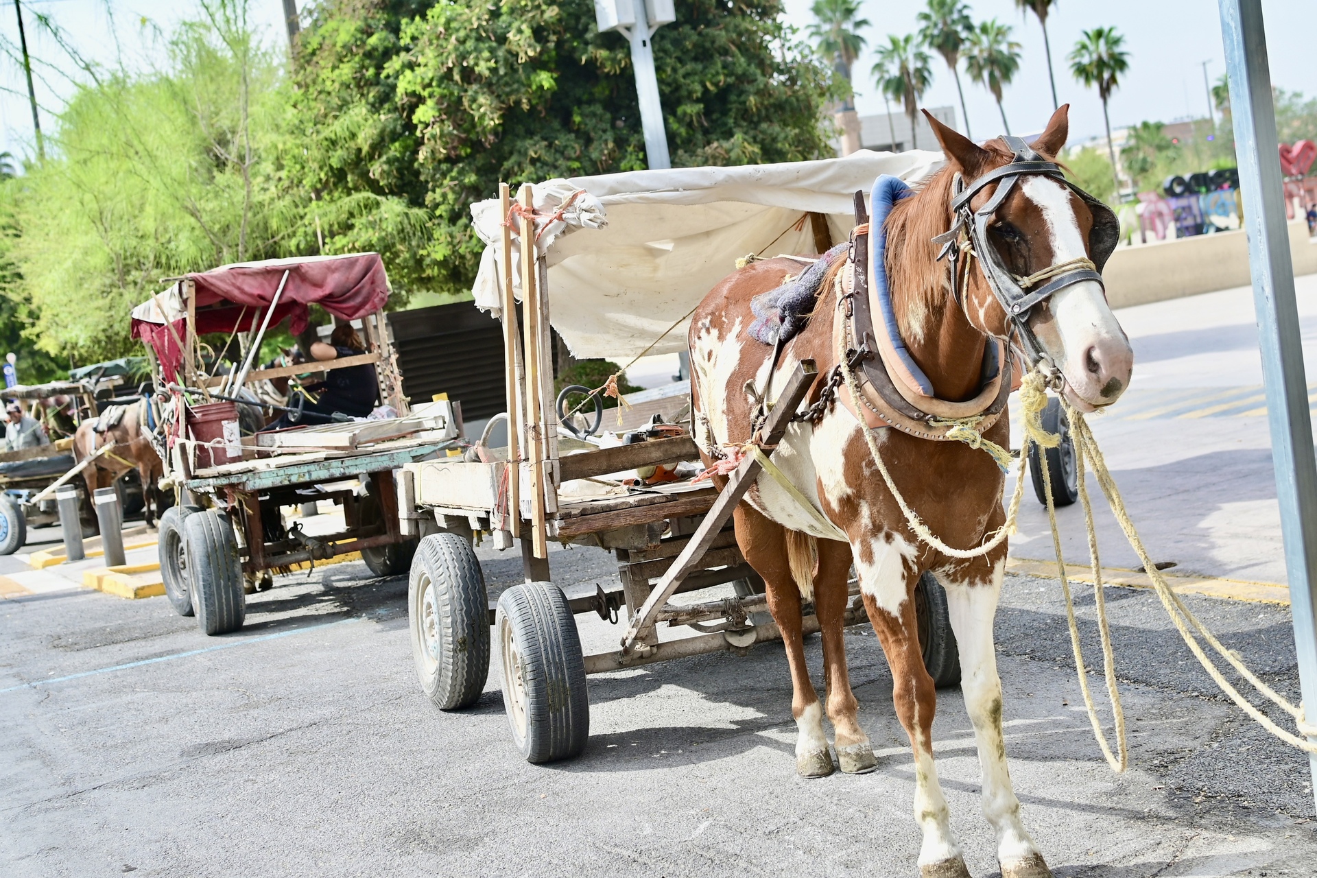 Invierte CEA mil 600 mdp en modernización del servicio de limpieza en Torreón