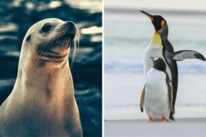 UICN declara en peligro de extinción al pingüino emperador y al lobo marino antártico